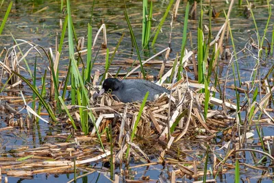 Лысуха (Fulica atra). Птицы Европейской России.