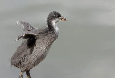 Лысуха x Хохлатая лысуха (гибрид) - eBird