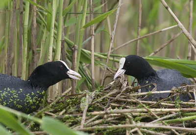 Лысуха, молодая птица - Coot juv. | Москва, Царицыно, Нижний… | Flickr