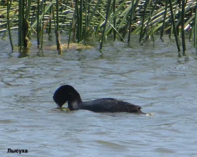 Лысуха Fulica Atra Один Птица На Воде — стоковые фотографии и другие  картинки Лысухи - Лысухи, 2015, Toxic Шаблон - iStock