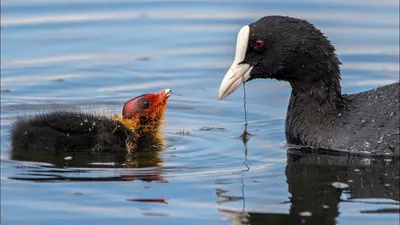 Лысуха ( eurasian coot ) — Фото №30584