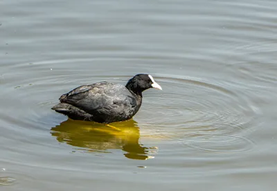 Лысуха - Coot | Лосиный остров | Svetlana Golovanova | Flickr