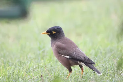 Хохлатая майна - eBird