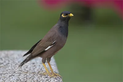 Майна (Acridotheres tristis). Фотогалерея птиц. Фотографии птиц России,  Беларуси, Украины, Казахстана, Таджикистана, Азербайджана.