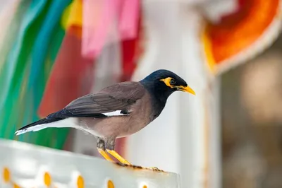 Индийская майна - eBird