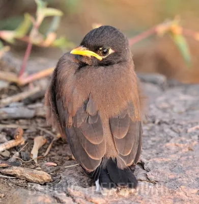 Майна (Acridotheres tristis). Фотогалерея птиц. Фотографии птиц России,  Беларуси, Украины, Казахстана, Таджикистана, Азербайджана.