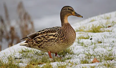 Инкубационное яйцо. Молодняк птицы. on Instagram: \"ЗНАКОМИМСЯ 🦆Мулард —  утка межвидового гибрида мясного направления.🦆 Разведение уток на мясо  было и остается популярным. Для того чтобы это занятие оказывалось  максимально рентабельным, стараются ...