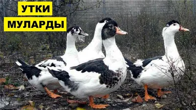 Мулард И Руан Утка На Белом Фоне Фотография, картинки, изображения и  сток-фотография без роялти. Image 81516795