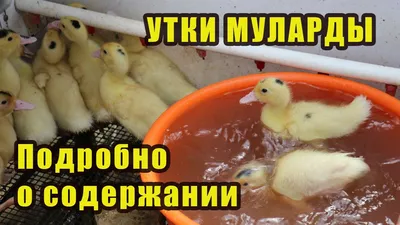 Мясо птицы: курица, утка Мулард, Киев: Мясо на Agronet