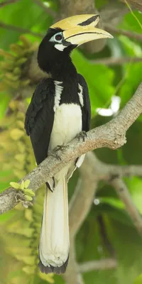 Белоклювая птица-носорог - eBird