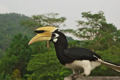 Белоклювая птица-носорог - eBird