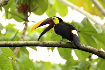 Индийская птица-носорог - eBird