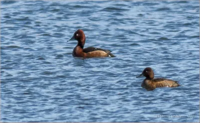 Белоглазый нырок, Aythya nyroca, Ferruginous Pochard | Flickr