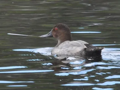 Красноголовый нырок x Хохлатая чернеть (гибрид) - eBird