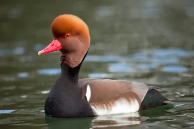 Красноголовый нырок - eBird