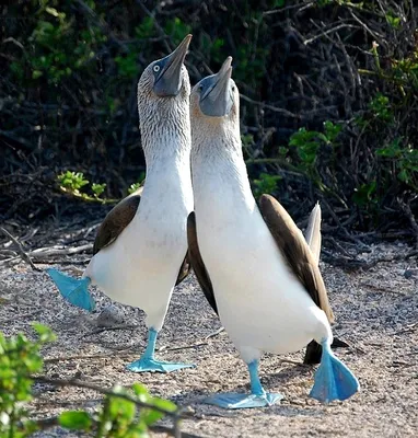 Любители птиц - Голубоногая #олуша / Blue-footed booby... | Facebook