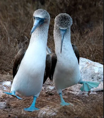 🦆🦅🕊️ГОЛУБОНОГАЯ ОЛУША🕊️🦅🦆 🦆Морская птица получила свое необычное  название от испанского слова 'bobo' (английское имя олуши — 'booby')… |  Instagram