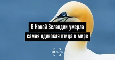 Встречают по одёжке и называют по ней же | Пикабу