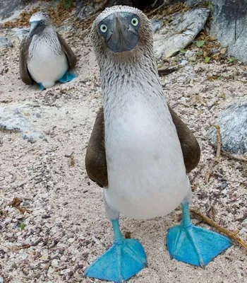 Любители птиц - Голубоногая #олуша / Blue-footed #booby (лат. Sula  nebouxii) — морская птица из семейства олушевых, обитающая в тропических  водах западного побережья Америки от Калифорнийского полуострова до Перу.  Автор: Libor Vaicenbacher #