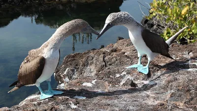 Голубоногая олуша in 2023 | Beautiful birds, Pretty birds, Nature  photography