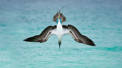 Птица Олуша Голубоногая | Blue-footed booby - YouTube