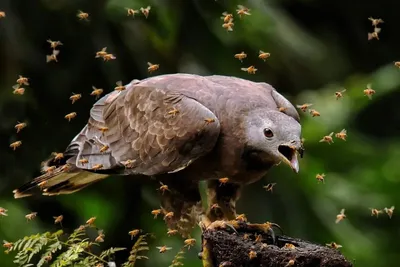 Хохлатый осоед - eBird