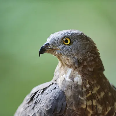 Осоед (Pernis apivorus) — Зоопарк «Лимпопо» г. Нижний Новгород –  Нижегородский зоопарк