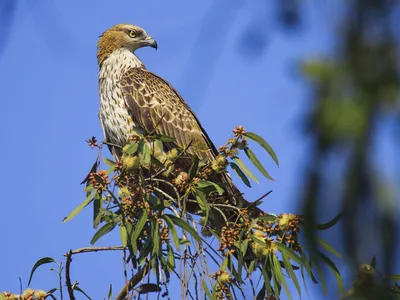 Хохлатый осоед - eBird