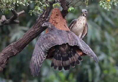 Обыкновенный осоед | European honey buzzard | Pernis apivorus в 2023 г |  Птицы