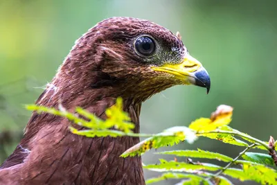 Осоед (Pernis apivorus). Фотогалерея птиц. Фотографии птиц России,  Беларуси, Украины, Казахстана, Таджикистана, Азербайджана.