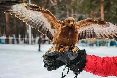 Осоед (Pernis apivorus). Птицы Европейской России.