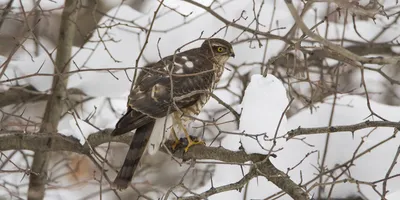 Осоед Pernis apivorus European Honey-buzzard