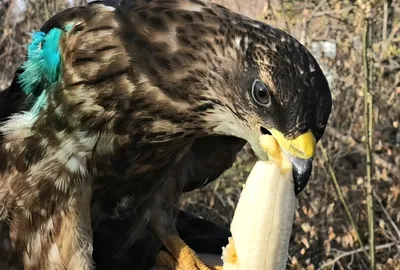 Хохлатый осоед (Pernis ptilorhynchus). Птицы Сибири.