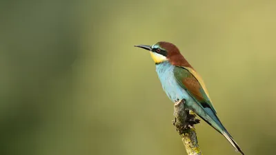 Обои птица, пчелоед, щурка золотистая, цветы картинки на рабочий стол, фото  скачать бесплатно