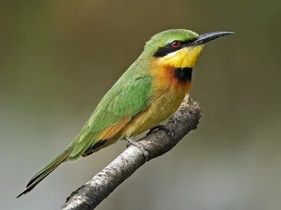 Золотистая щурка - Merops apiaster - Bee-eater - YouTube