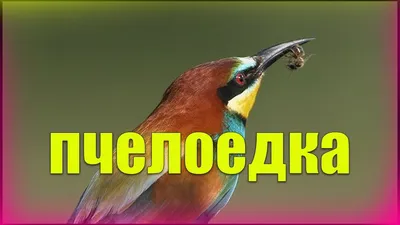 Сине-хвост Пчелоед (Merops Philippinus) Красивая Зеленая Птица С Синим  Хвостом, Сидящая На Кривой Палкой Над Размытым Зеленым Фоном Под Сильным  Солнечным Светом Фотография, картинки, изображения и сток-фотография без  роялти. Image 76475105