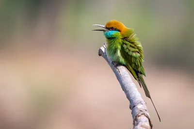 Синехвостый Пчелоед (philippinus Merops) Зеленая И Голубая Хвостовая Птица,  Сидящая На Ветке С Добычей Стрекозы, Чтобы Кормить Цыпленка, Экзотическую  Природу Фотография, картинки, изображения и сток-фотография без роялти.  Image 79025228