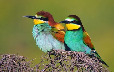 Bird European Bee-eater in flight, nest. Merops apiaster sound, song, call.  European bee eaters. Nature sounds. Птица Золотистая Щ… | Bee eater,  Nature, Diy youtube