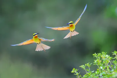 Изображение зеленой птицы пчелоед (merops orientalis) на ветке дерева на  фоне природы. птица. животные. | Премиум Фото