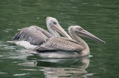 Кудрявый пеликан (Pelecanus crispus) | Exotic birds, Pet birds, Beautiful  birds