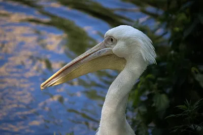 Любители птиц - Кудрявый #пеликан / Dalmatian #pelican... | Facebook