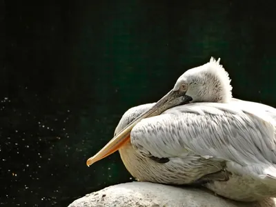 Птица пеликан, реалистичные детальное …» — создано в Шедевруме