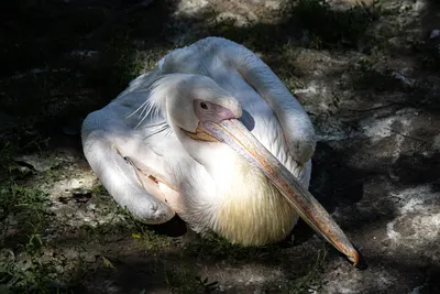 Большой белый пеликан pelecanus onocrotalus, также известный как розовый  пеликан, — птица семейства пеликанов. | Премиум Фото