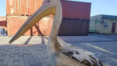 Пестроклювый пеликан / Pelecanus philippensis птица фото голос