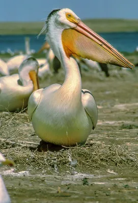 White Pelican. - Американский белый пеликан[1] (лат. Pelecanus  erythrorhynchos) — птица семейства пеликановых. Уроженец Северной Амери… |  Pelican, Pet birds, Bird