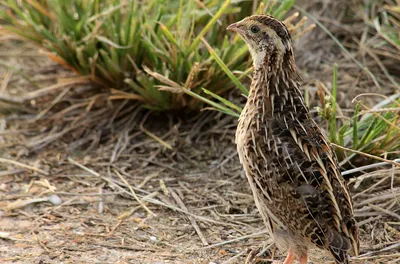 картинки : птица, Дикая природа, клюв, Фауна, Крупным планом, Galliformes,  Позвоночный, Перепелка, Рябчик 2658x1773 - - 57768 - красивые картинки -  PxHere