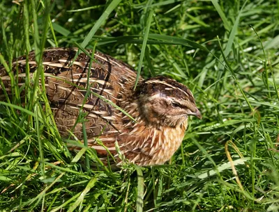 дикая домашняя перепелка Coturnix Coturnix или европейская перепелка —  небольшая птица, гнездящаяся в семействе фазанов Стоковое Изображение -  изображение насчитывающей смешно, игра: 224557705