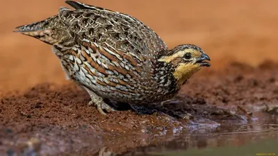 Voices of birds how the quail sings - YouTube