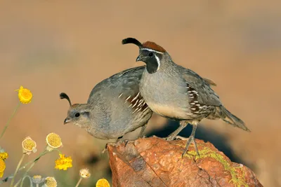 Мужчина Виргинская Американская Куропатка, Вирджиния Перепела Или Bobwhite  Перепела, Colinus Virginianus, Наземные Птица В Соединенных Штатах Америки,  Мексике И Странах Карибского Бассейна, И Любимое С Gamebird Стрелков.  Фотография, картинки ...