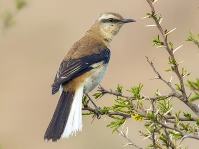 Коричневоспинный пересмешник - eBird